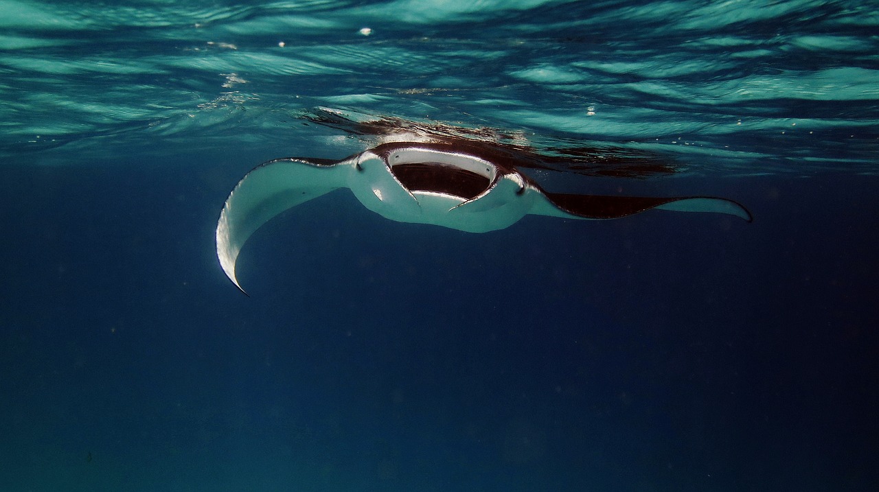 Immersioni Maldive: la top 5 di Fly Maldive