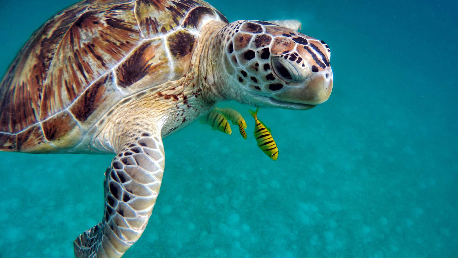 La prima suite sottomarina alle Maldive