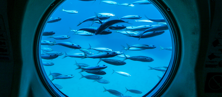 Mini sommergibile Maldive: Una vista a 360 gradi del mare maldiviano